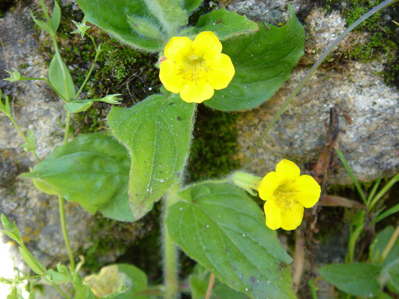 Mimulus moschatus en fleurs sur les bords de ruisseaux dans les montagnes de Colombie-Britannique